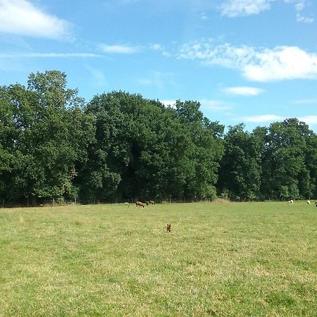 B&B De Dulle Koe Waregem Εξωτερικό φωτογραφία